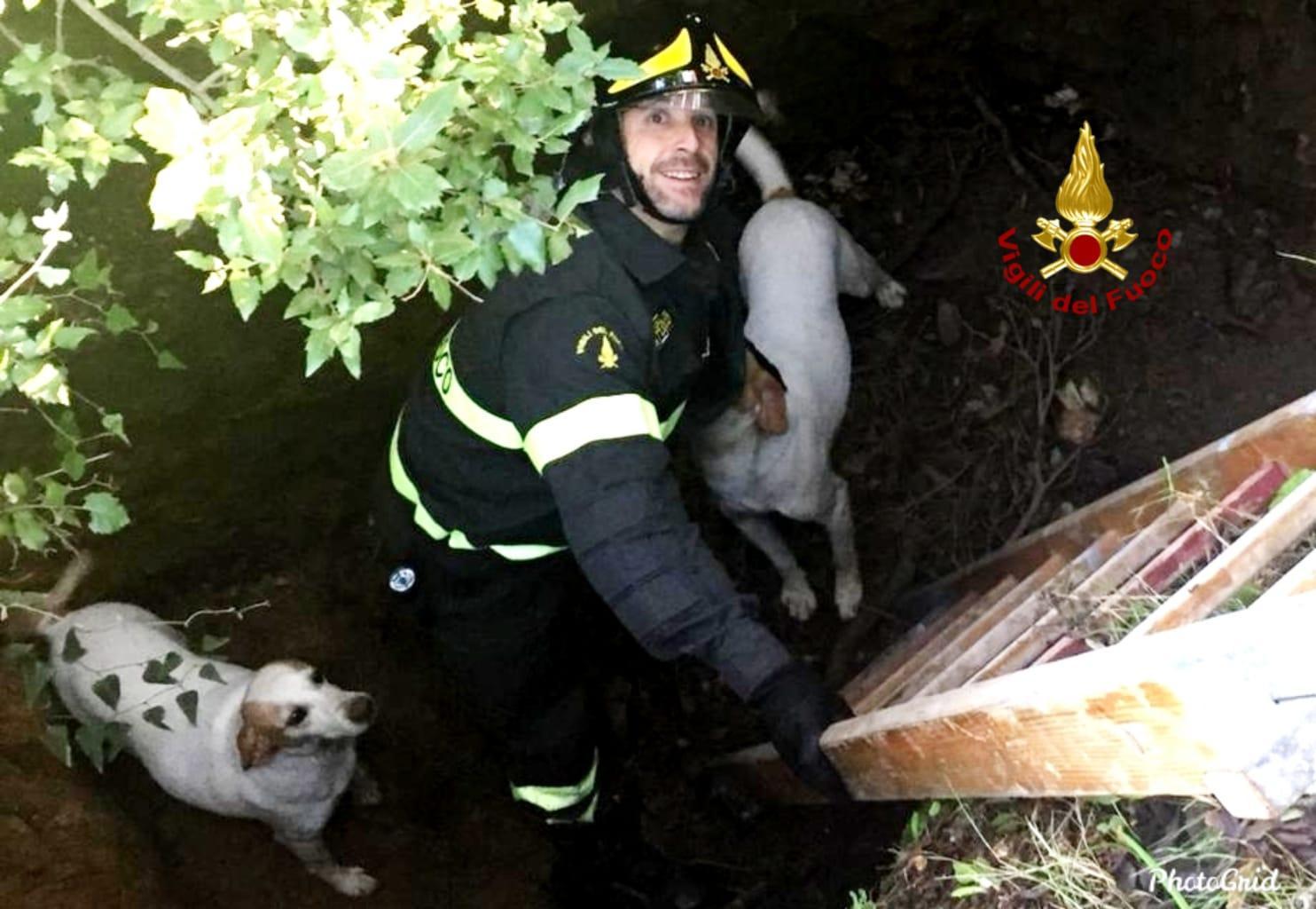 Il salvataggio dei due cani nella campagna di Iglesias (foto Mario Rosas)