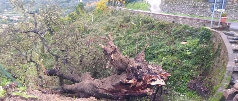 Montemagno si appella al sindaco «Facciamo rivivere il leccio secolare» 