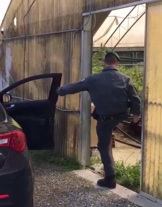 Nel vivaio la marijuana della ’ndrangheta Sei arresti tra la Toscana e la Calabria 