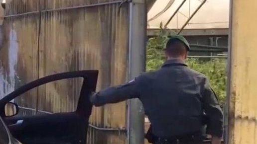 Nel vivaio la marijuana della ’ndrangheta Sei arresti tra la Toscana e la Calabria