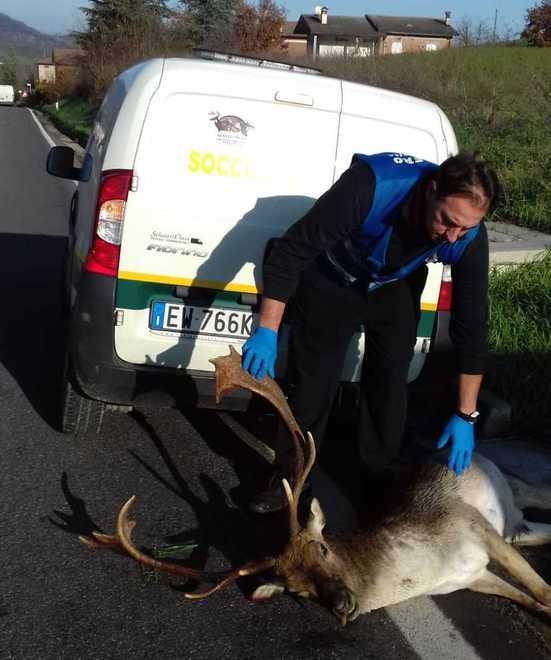 Daino travolto e ucciso sulla Statale