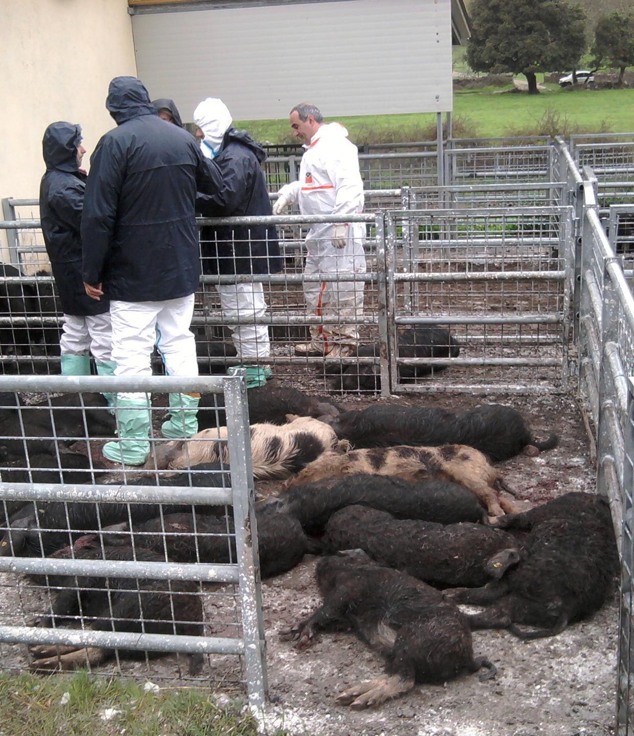 Le minacce non fermano la lotta alla peste suina 