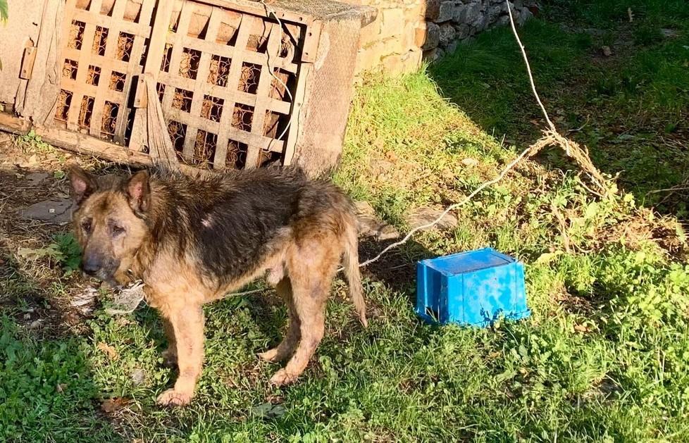 L’odissea per salvare Fido di una turista americana 