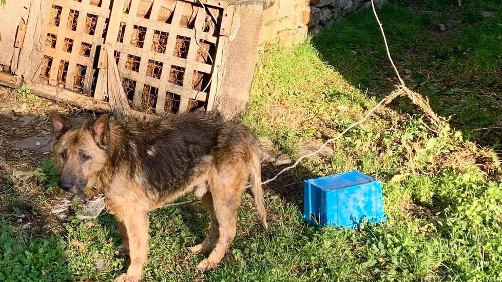 L’odissea per salvare Fido di una turista americana