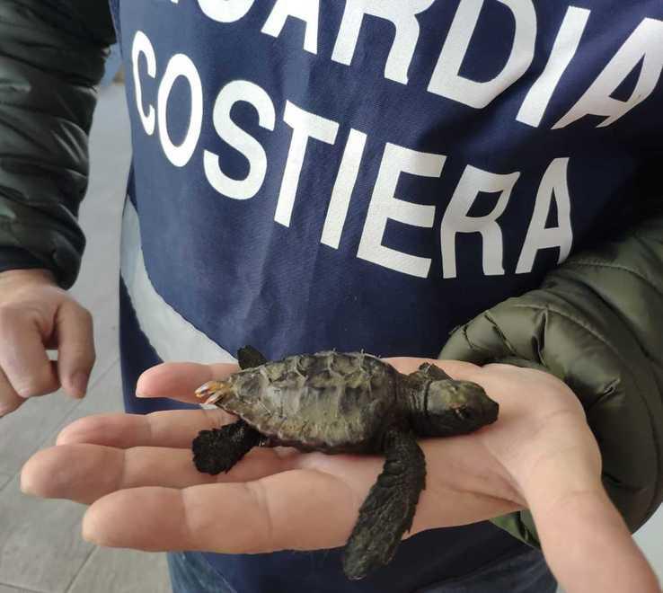 Mobilitazione per salvare un cucciolo di tartaruga riportato in mare aperto 