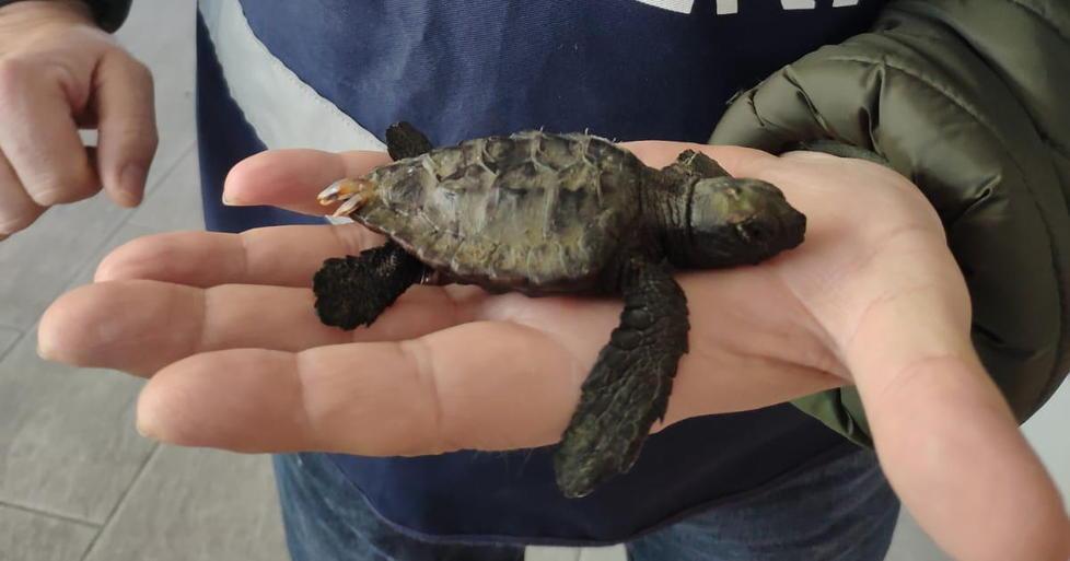 Salvata una tartaruga marina
