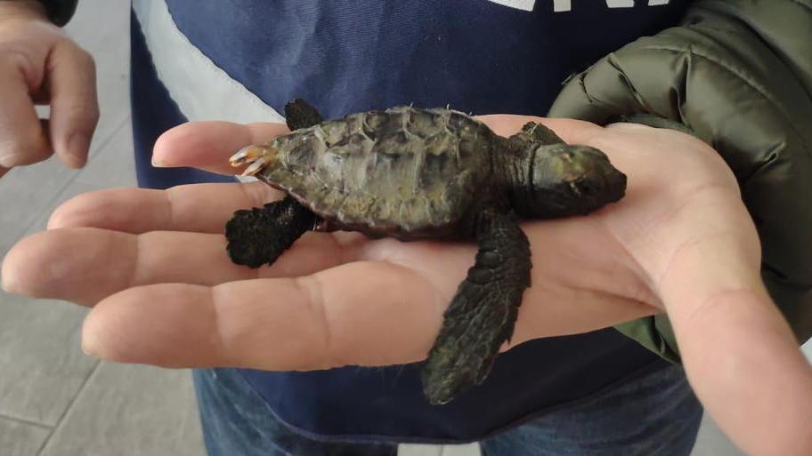 Salvata una tartaruga marina
