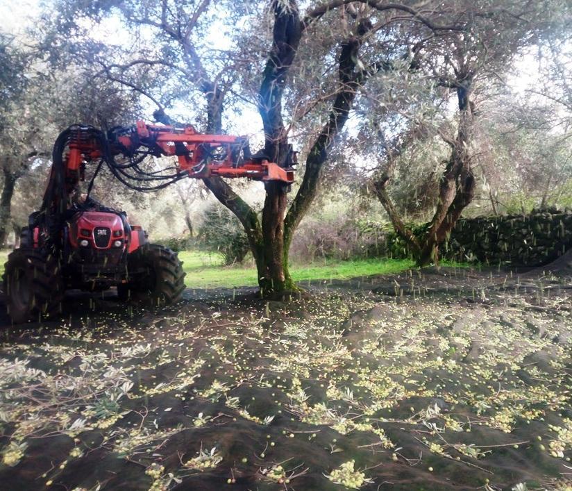 La pioggia imperversa, olivicoltori al rallentatore 