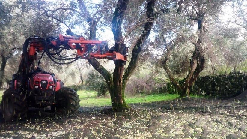 La pioggia imperversa, olivicoltori al rallentatore