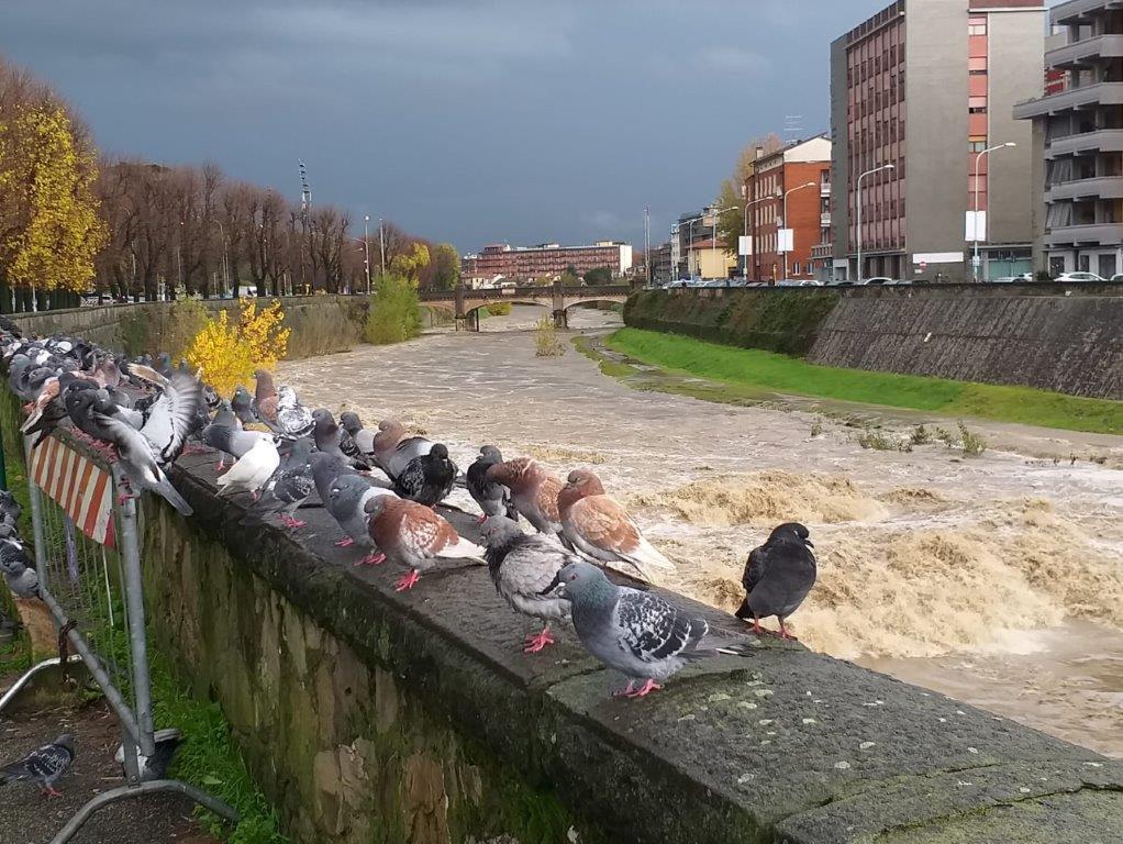 Il Bisenzio in piena dal ponte alla Vittoria