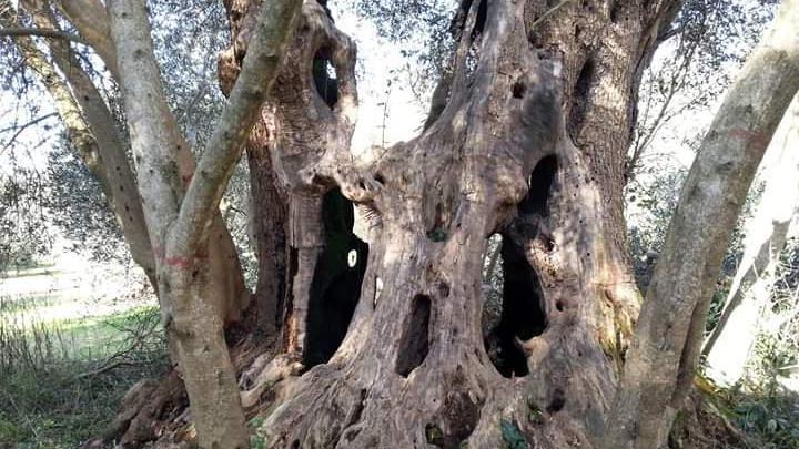 Il plurimillenario olivone di Semproniano si scopre unico al mondo e diventa un marchio