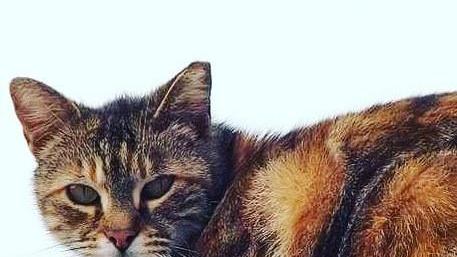 Cibo, cure, coccole e tanto amore AmiciMici ti porge... la zampa