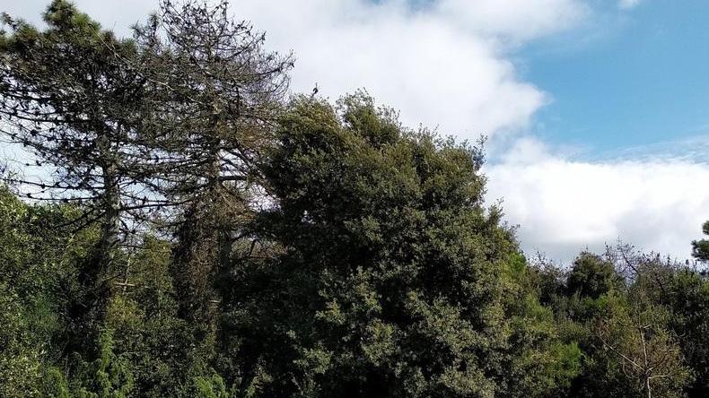 Via al rimboschimento con 3.400 alberi al posto dei pini marittimi