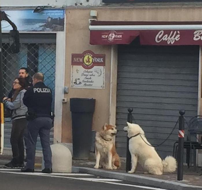 I cani con gli agenti della polizia di Stato in piazza delle Carrozze