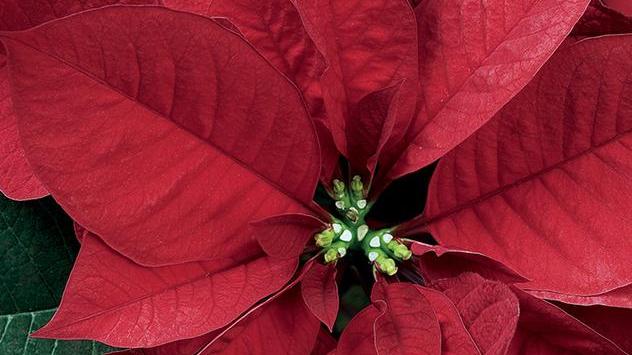 Stelle di Natale dell’Ail per combattere linfomi leucemie e melanomi