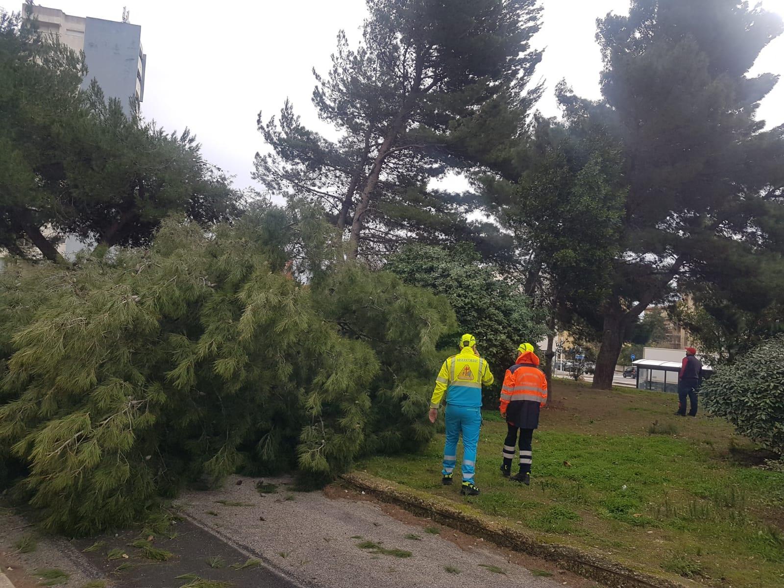 L'albero caduto in via Washington