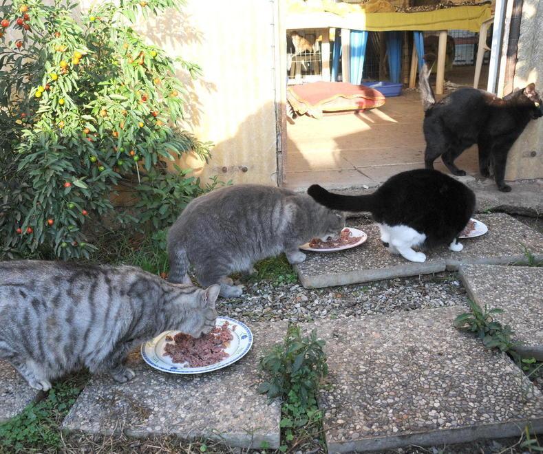 Ameris, Graziella e il rifugio per gatti randagi «Così onoriamo un’amica che non c’è più» 