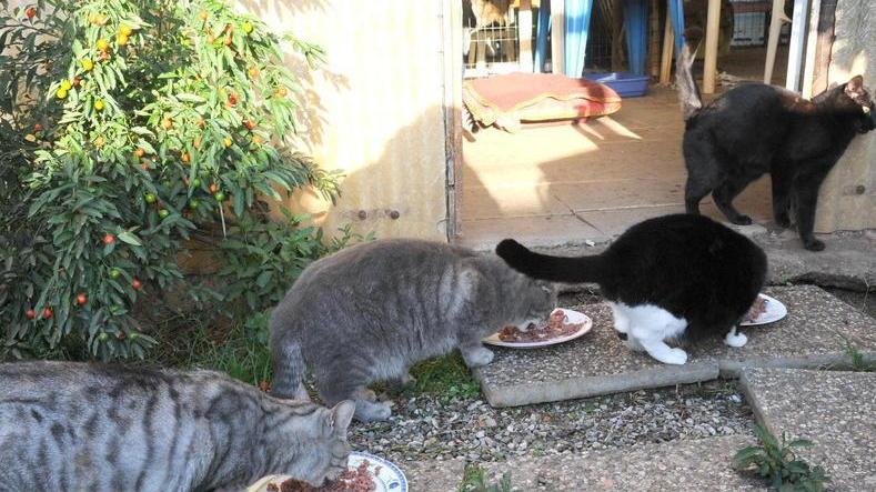 Ameris, Graziella e il rifugio per gatti randagi «Così onoriamo un’amica che non c’è più»