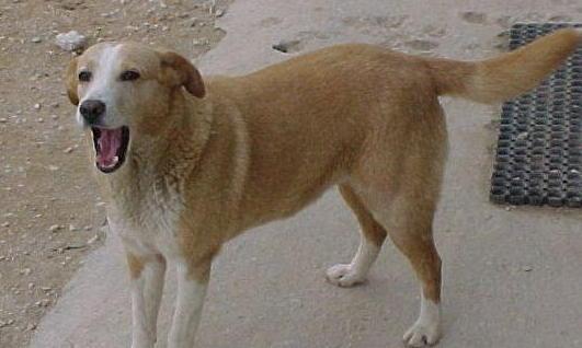 Burocrazia e inefficienza: la campagna di sterilizzazioni in Sardegna è un flop