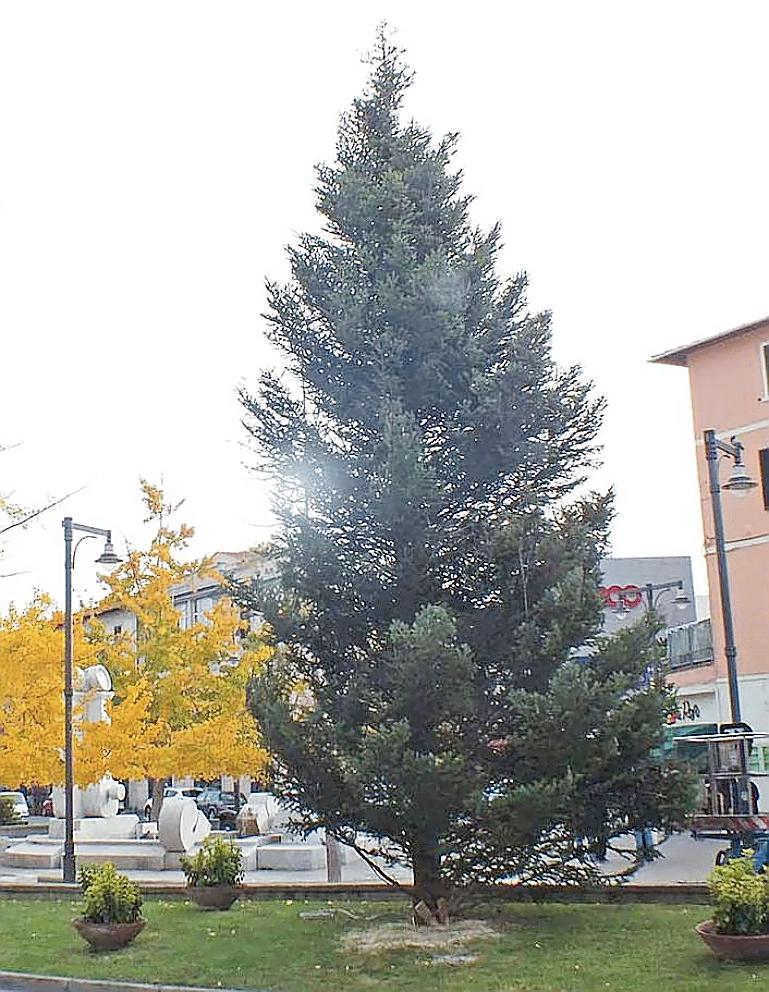 Installato l’albero di Natale in piazza Gramsci, oggi, venerdì 6 dicembre, è in programma l’accensione (foto Paolo Barlettani)