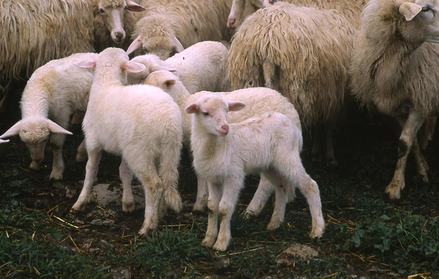 Coldiretti festeggia “l’agnello day” 