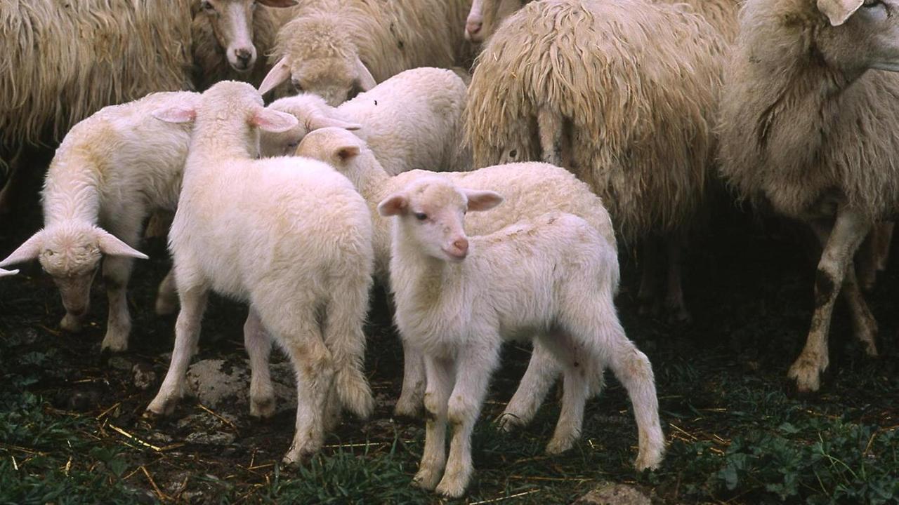 Coldiretti festeggia “l’agnello day” 
