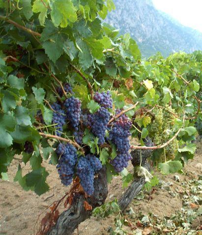 Arzana, guerra dei vigneti «Il Comune deve pagare» 