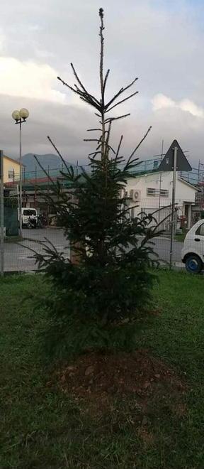 Via gli abeti “spennacchi” Il Comune li sostituirà 