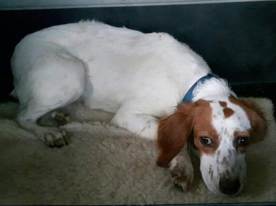 “Mi fido di te”, il gran cuore dei volontari che danno rifugio agli animali in difficoltà 