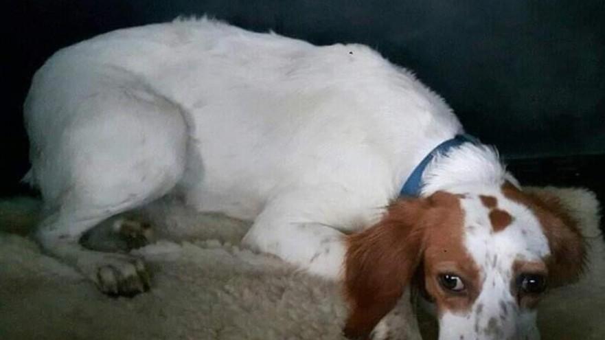 “Mi fido di te”, il gran cuore dei volontari che danno rifugio agli animali in difficoltà