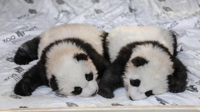 Hanno un nome i panda gemelli di Berlino