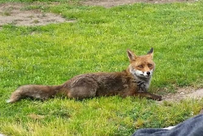 Volpe finisce in una trappola dei bracconieri, salvata dai forestali a Villacidro