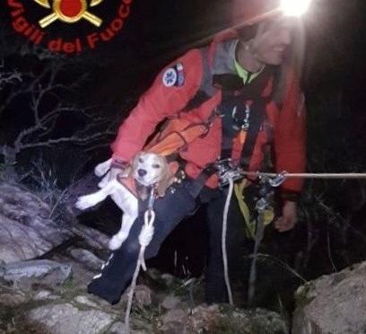 Il cane salvato dai vigili del fuoco (foto di Mario Rosas)