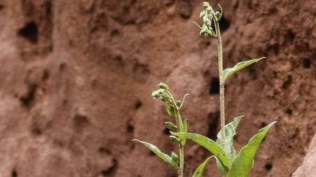 Scoperta in Sardegna una orchidea che cresce nelle miniere e le bonifica