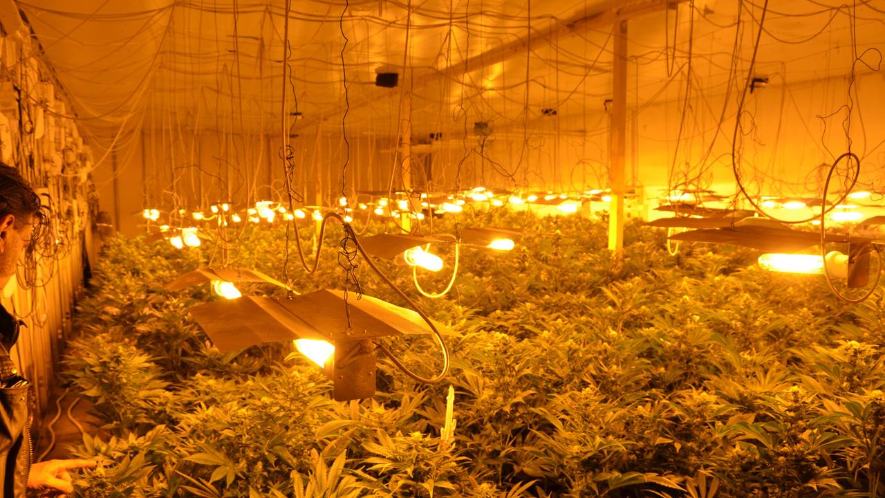 Una piantagione di marijuana scoperta in un capannone di Prato nel 2015