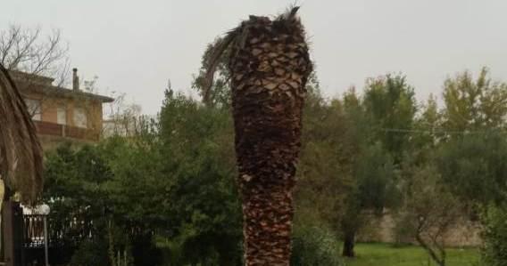 Il Punteruolo attacca anche Laconi 