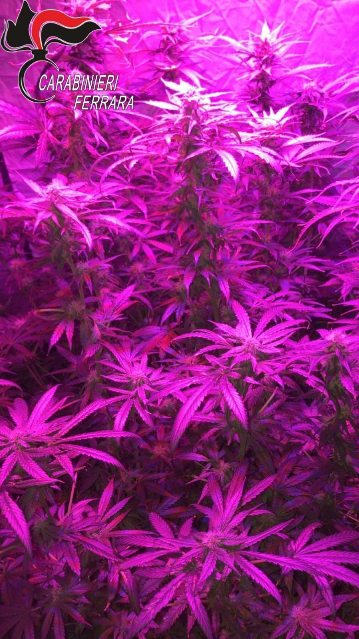 Comacchio, in casa una serra idroponica con 20 piantine di cannabis