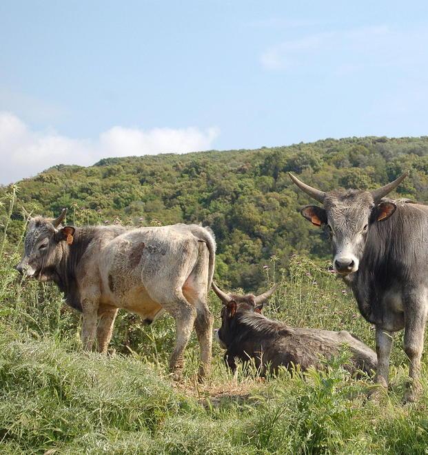 Tre vitelle assaltate dai predatori all’interno del Parco 