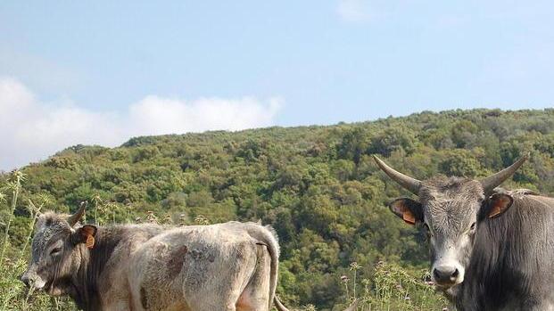 Tre vitelle assaltate dai predatori all’interno del Parco