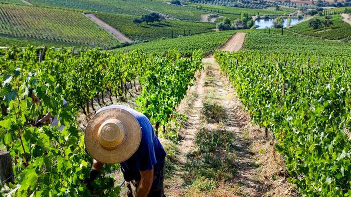 «Per il nostro Vermentino puntiamo all’eccellenza»