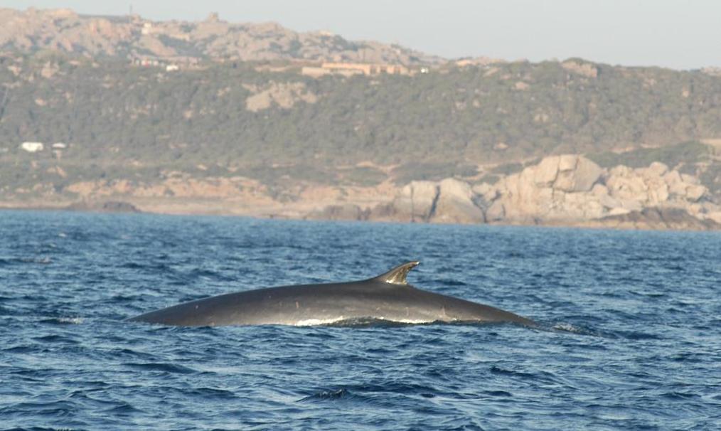 Parco-SeaMe Sardinia, nuova intesa 