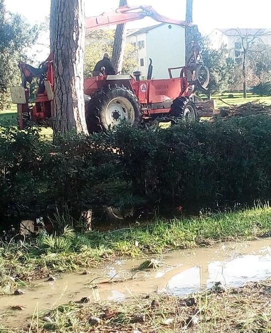 Il Comune di Viareggio: «Sono in arrivo duecento nuovi alberi» 