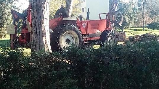 Il Comune di Viareggio: «Sono in arrivo duecento nuovi alberi»
