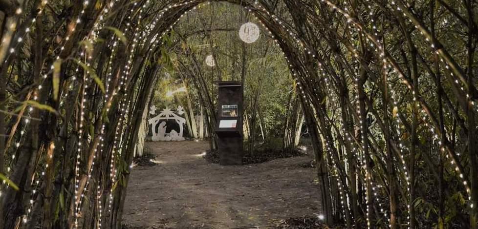 Il parco di Pandora illuminato a festa in vista del Natale 