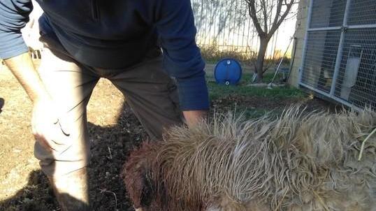 Assalto al gregge Morte quattro pecore