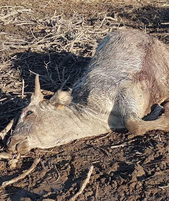 Attacco nel Parco Al via ronde notturne 