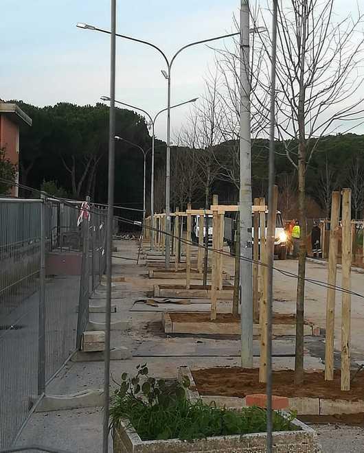 I tigli prendono il posto dei pini entro Natale pronto il giardino 