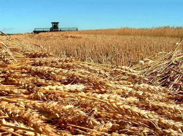 Un contratto di filiera per tutelare il grano sardo 