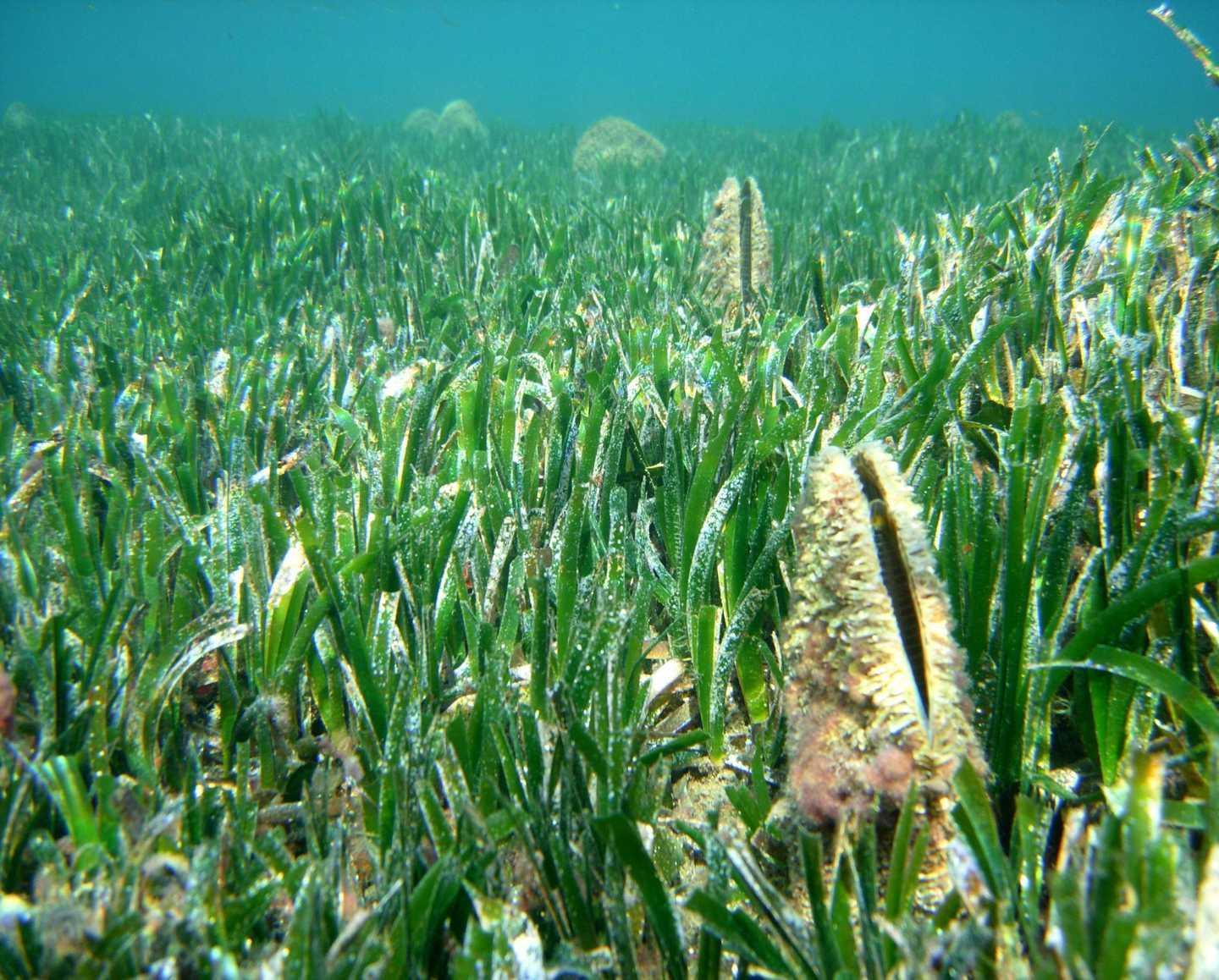 Pinna nobilis in pericolo: è a un passo dall’estinzione 