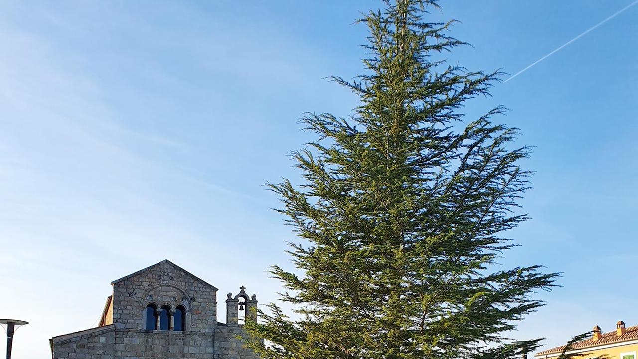 È Natale anche a San Simplicio in piazza un cedro da addobbare